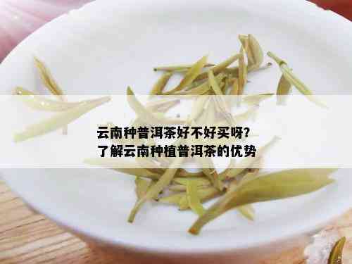 云南种普洱茶好不好买呀？了解云南种植普洱茶的优势