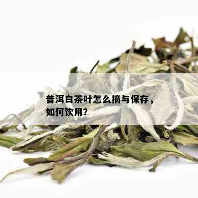 普洱白茶叶怎么摘与保存，如何饮用？