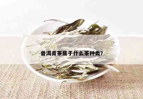 普洱青茶属于什么茶种类？