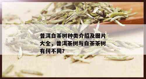 普洱白茶树种类介绍及图片大全，普洱茶树与白茶茶树有何不同？