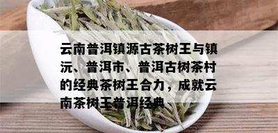 云南普洱镇源古茶树王与镇沅、普洱市、普洱古树茶村的经典茶树王合力，成就云南茶树王普洱经典