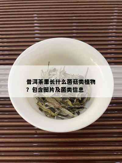 普洱茶里长什么菌菇类植物？包含图片及菌类信息