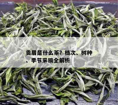 贡眉是什么茶？档次、树种、季节采摘全解析