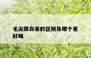 毛尖跟白茶的区别及哪个更好喝