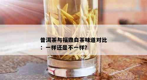 普洱茶与福鼎白茶味道对比：一样还是不一样？