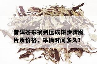 普洱茶采摘到压成饼步骤图片及价格，采摘时间多久？