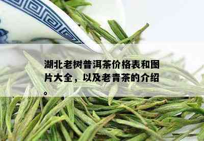 湖北老树普洱茶价格表和图片大全，以及老青茶的介绍。