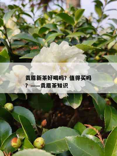 贡眉新茶好喝吗？值得买吗？——贡眉茶知识