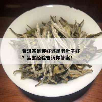 普洱茶是芽好还是老叶子好？品尝经验告诉你答案！