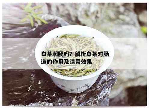 白茶润肠吗？解析白茶对肠道的作用及清胃效果