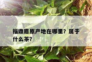 福鼎眉原产地在哪里？属于什么茶？