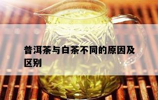 普洱茶与白茶不同的原因及区别