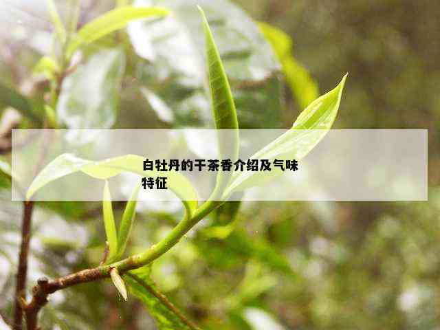 白牡丹的干茶香介绍及气味特征