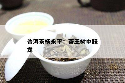 普洱茶杨永平：茶王树中跃龙