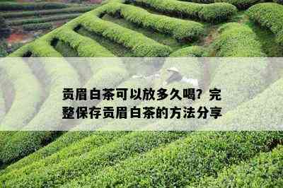 贡眉白茶可以放多久喝？完整保存贡眉白茶的方法分享