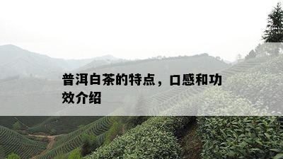 普洱白茶的特点，口感和功效介绍