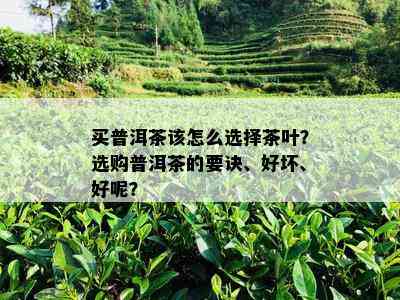 买普洱茶该怎么选择茶叶？选购普洱茶的要诀、好坏、好呢？