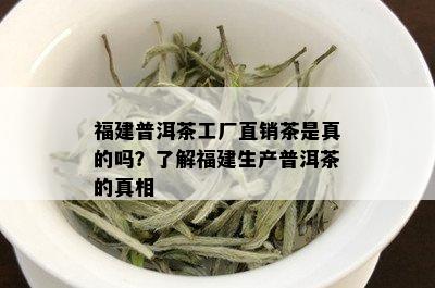 福建普洱茶工厂直销茶是真的吗？了解福建生产普洱茶的真相