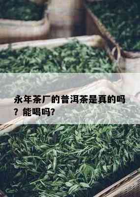 永年茶厂的普洱茶是真的吗？能喝吗？