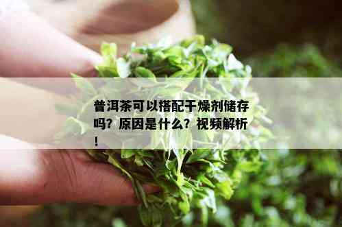 普洱茶可以搭配干燥剂储存吗？原因是什么？视频解析！