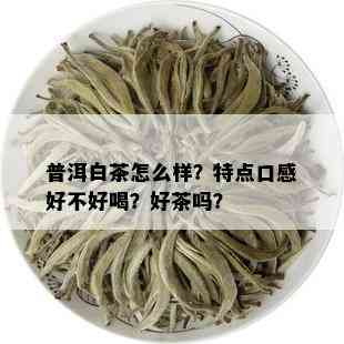 普洱白茶怎么样？特点口感好不好喝？好茶吗？