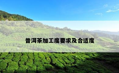 普洱茶加工度要求及合适度