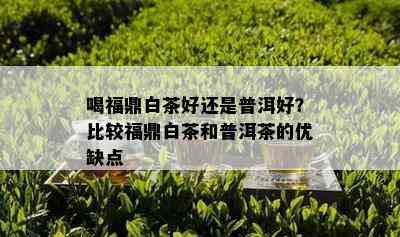 喝福鼎白茶好还是普洱好？比较福鼎白茶和普洱茶的优缺点