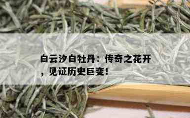 白云汐白牡丹：传奇之花开，见证历史巨变！