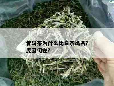 普洱茶为什么比白茶出名？原因何在？