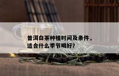 普洱白茶种植时间及条件，适合什么季节喝好？