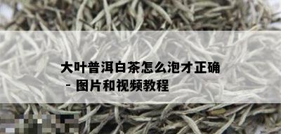 大叶普洱白茶怎么泡才正确 - 图片和视频教程