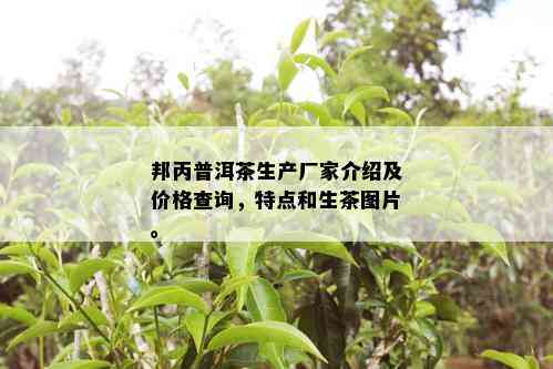 邦丙普洱茶生产厂家介绍及价格查询，特点和生茶图片。