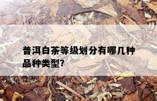 普洱白茶等级划分有哪几种品种类型？