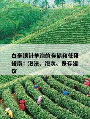 白毫银针单泡的存储和使用指南：泡法、泡次、保存建议