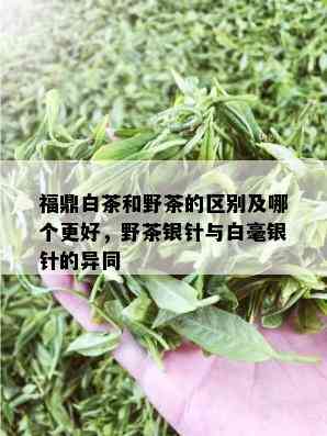 福鼎白茶和野茶的区别及哪个更好，野茶银针与白毫银针的异同