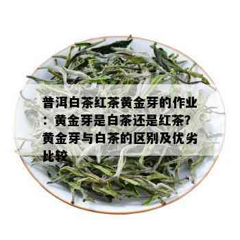 普洱白茶红茶黄金芽的作业：黄金芽是白茶还是红茶？黄金芽与白茶的区别及优劣比较