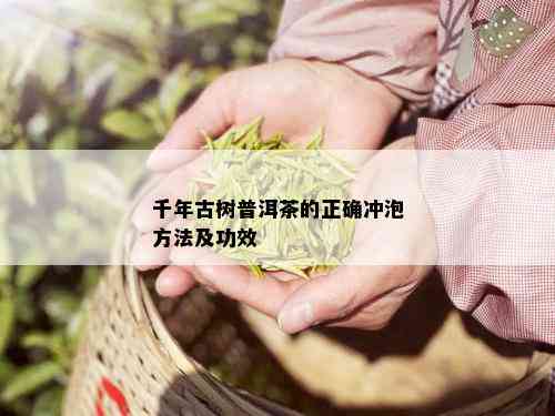 千年古树普洱茶的正确冲泡方法及功效