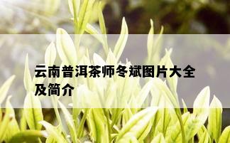 云南普洱茶师冬斌图片大全及简介