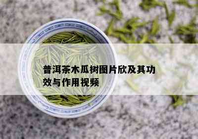 普洱茶木瓜树图片欣及其功效与作用视频