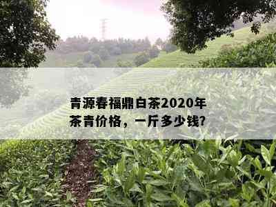 青源春福鼎白茶2020年茶青价格，一斤多少钱？