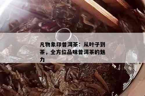 凡物象印普洱茶：从叶子到茶，全方位品味普洱茶的魅力