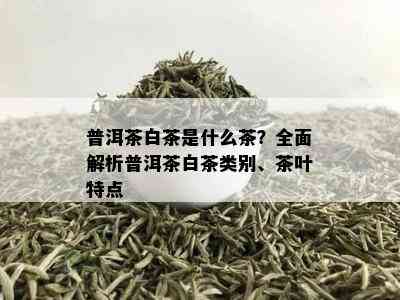 普洱茶白茶是什么茶？全面解析普洱茶白茶类别、茶叶特点