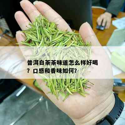 普洱白茶茶味道怎么样好喝？口感和香味如何？