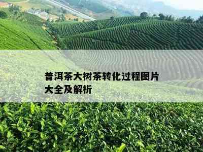 普洱茶大树茶转化过程图片大全及解析