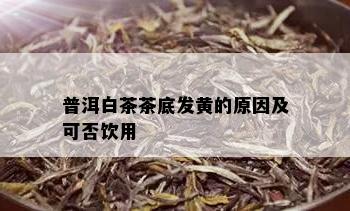 普洱白茶茶底发黄的原因及可否饮用