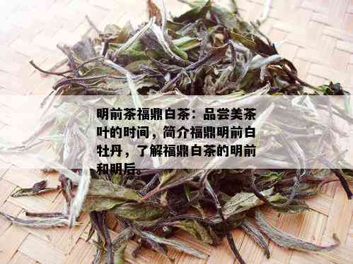 明前茶福鼎白茶：品尝美茶叶的时间，简介福鼎明前白牡丹，了解福鼎白茶的明前和明后。