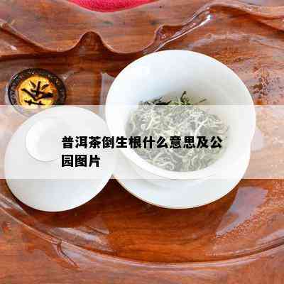 普洱茶倒生根什么意思及公园图片