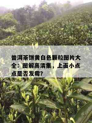 普洱茶饼黄白色颗粒图片大全：图解高清集，上面小点点是否发霉？