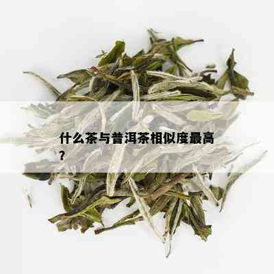 什么茶与普洱茶相似度更高？