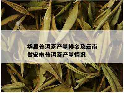 华县普洱茶产量排名及云南省安市普洱茶产量情况